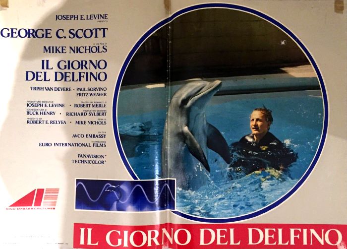 Risultati immagini per il giorno del delfino